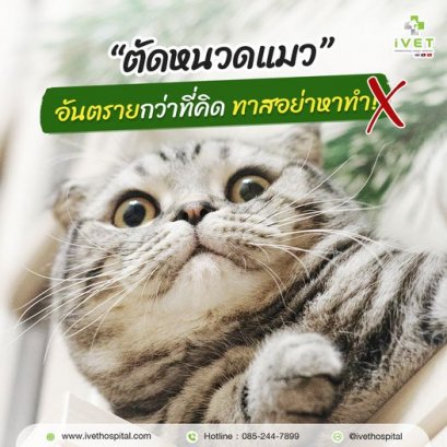 ตัดหนวดแมว อันตรายกว่าที่คิด